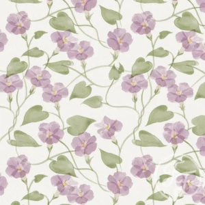 Ipomea Lilac White