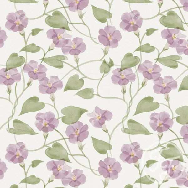 Ipomea Lilac White